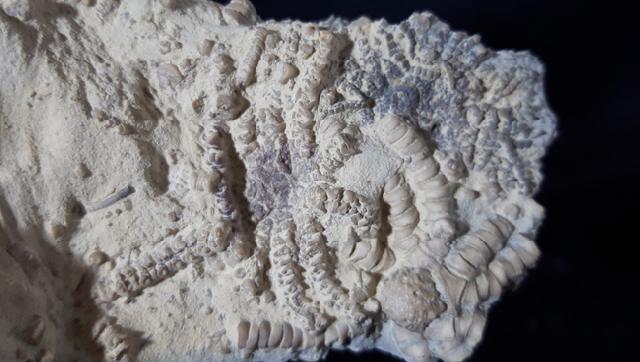 Solanocrinus depressus (ORBIGNY 1850) - Bild &copy; FossNet FossilienStore